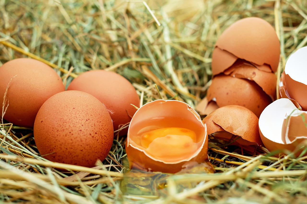 What Motivates Egg Donors: Understanding the Altruistic Drive to Help Others
